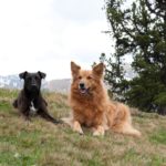 Urlaub mit Hund Sommer